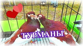 ТУРМАНЫ-ЛЮБОВЬ! ТУРМАНЫ-ЛЮБОВЬ!