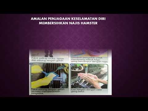 Video: Cara Menjaga Keselamatan Haiwan Kesayangan Anda Semasa Percutian