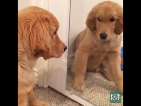 cute puppy cartoon Every Day Should Be National Puppy Day