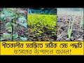 শীতকালীন সবজিতে সেচের সঠিক পদ্ধতি | ফলন বাড়ানোর কৌশল!