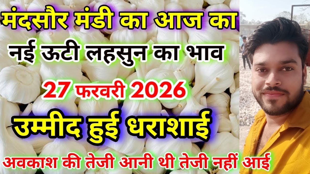 ऊटी लहसुन का भाव और तेजी मंदी | Ooty Lahsun Ka Bhav Mandsaur Mandi | Aaj Ka Lahsun Ka Bhav 