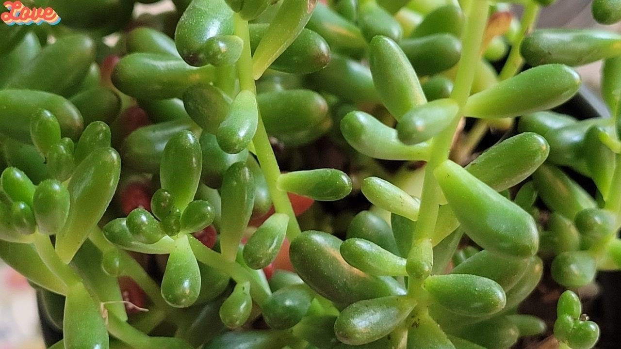 Succulent care tips💕Sedum Pork and beans/Jelly bean plant💕Gardening