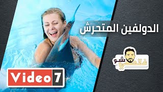 الدولفين المتحرش.. السيدة الحائض تثير شهوته