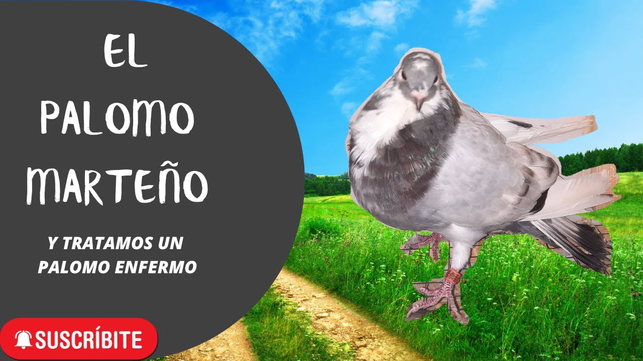 EL MARTEÑO una raza a tener en cuenta, y tratamos a un pichon malillo.