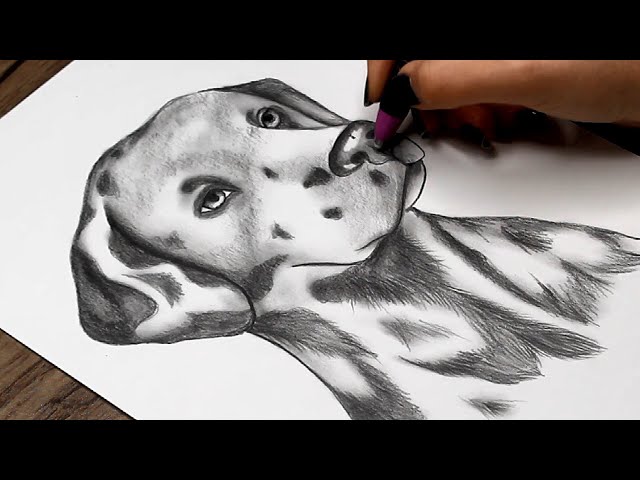 Drawing Dog 🐶❤️ . . How's it... Comment down ⬇️ ❣️ @rajnishsketchart Paper  - Brustro Paper 200 gsm Pencil - Camlin and... | Instagram