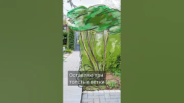 Формирую форзицию зонтиком. Сколько лет уйдет?🤔 Стригу форзицию после цветения🍀🍀