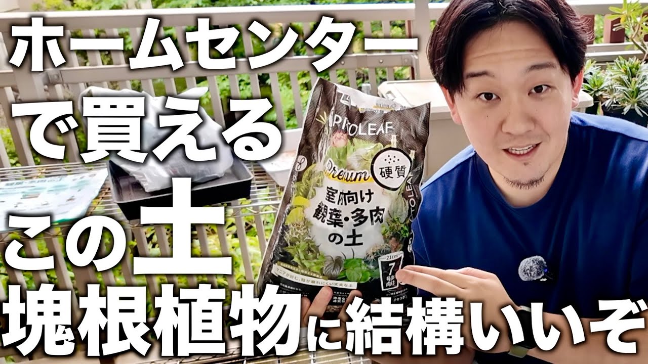 プロトリーフ硬質プレミアムをスタンダード、赤玉三本線と比較しました｜塊根植物｜アガベ