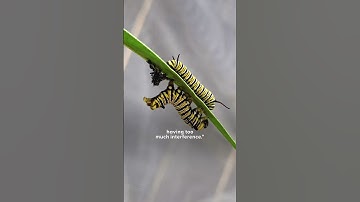 Guy Raises Caterpillars Into Monarch Butterflies | The Dodo