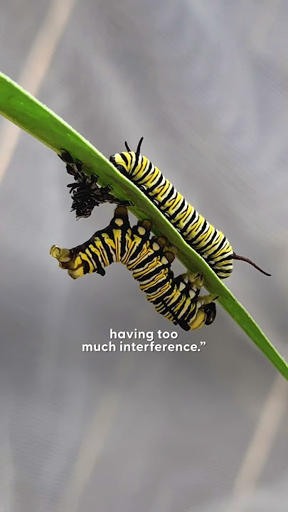 Guy Raises Caterpillars Into Monarch Butterflies | The Dodo