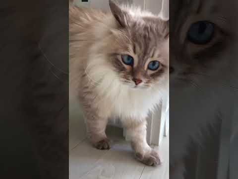 Hilarious Siberian Cat Video - Meowing Madness! 😹🐾