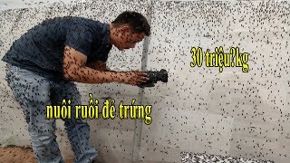 Chuyện lạ nuôi đàn Ruồi bán 30 triệu một kg trứng ở Long An