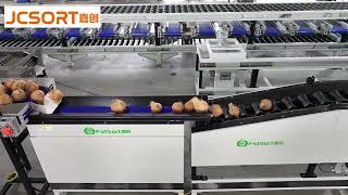 Famous JC SORT Coconut Weight Sorting Machine Wealth