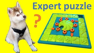 Should you buy a Level 4 dog puzzle?  (Nina Ottosson MultiPuzzle product review)