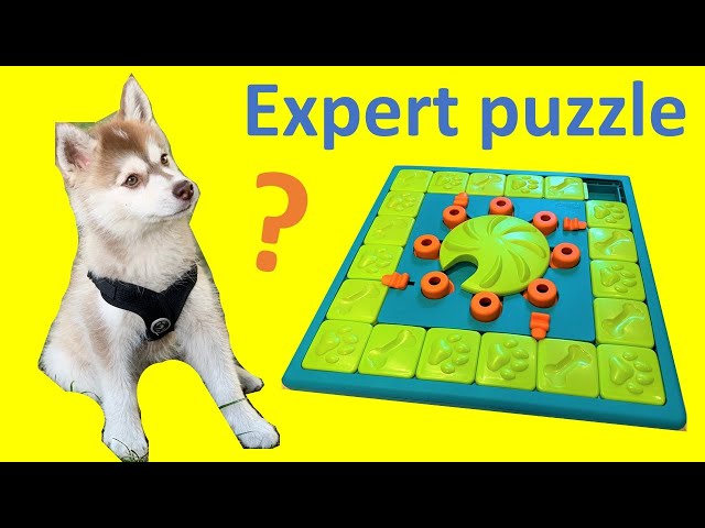 Nina Ottosson dog puzzle review — Pocket Puppy School