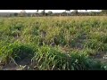 Mais uma chuva de bênçãos! - Mostrando como vai ficar os piquetes!