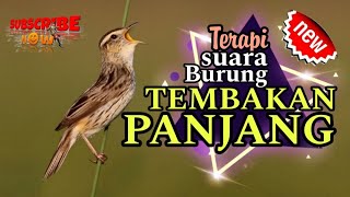 PALING DICARI KICAU MANIA, CEPAT BONGKAR ISIAN KASAR suara burung bikin dongkrak EMOSI TINGGI GACOR