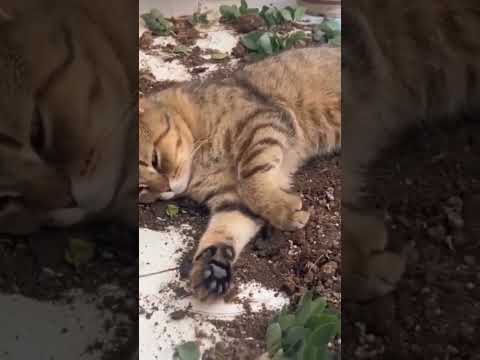 #кот #кошка #котики #забавныеживотные #забавныекотики #юмор #shorts #shortsvideo