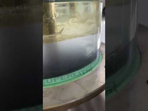 Essential Oil Distillation: Can You Guess the Oil?