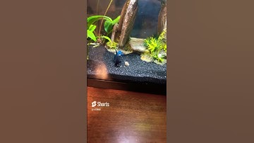 Betta fish tank with sponge filter!! #bettafish #fish #aquarium