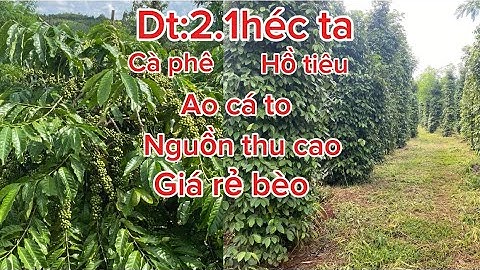 Bán lô đất dt:2,1ha cà phê hồ tiêu ao cá to ao riêng nước tưới tẹt ga giá rẻ bèo