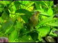 Пестрогорлый бюльбюль Stripe-throated Bulbul (Pycnonotus finlaysoni).avi