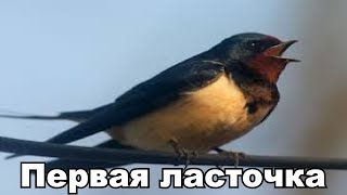 Первая ласточка: начало положено...