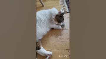 Giving my cats catnip! Music: solitude by Rook1e #catsofyoutube #cat #catnip #vlog