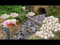 Amazing catching a lot fish  duck eggs of duck in dry season  technique fishing in my village 2023