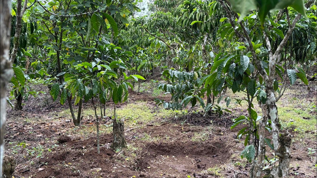 Efektifkah lubang angin/rorak untuk KOPI