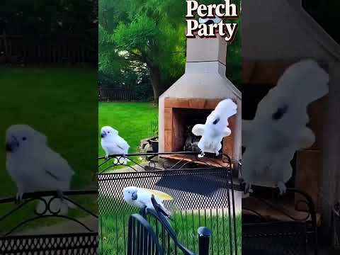 🎶 Parrots Rocking Out to ROSÉ & Bruno Mars APT – Epic Bird Boogie! 🦜 #ParrotDance, #ROSÉBrunoMars