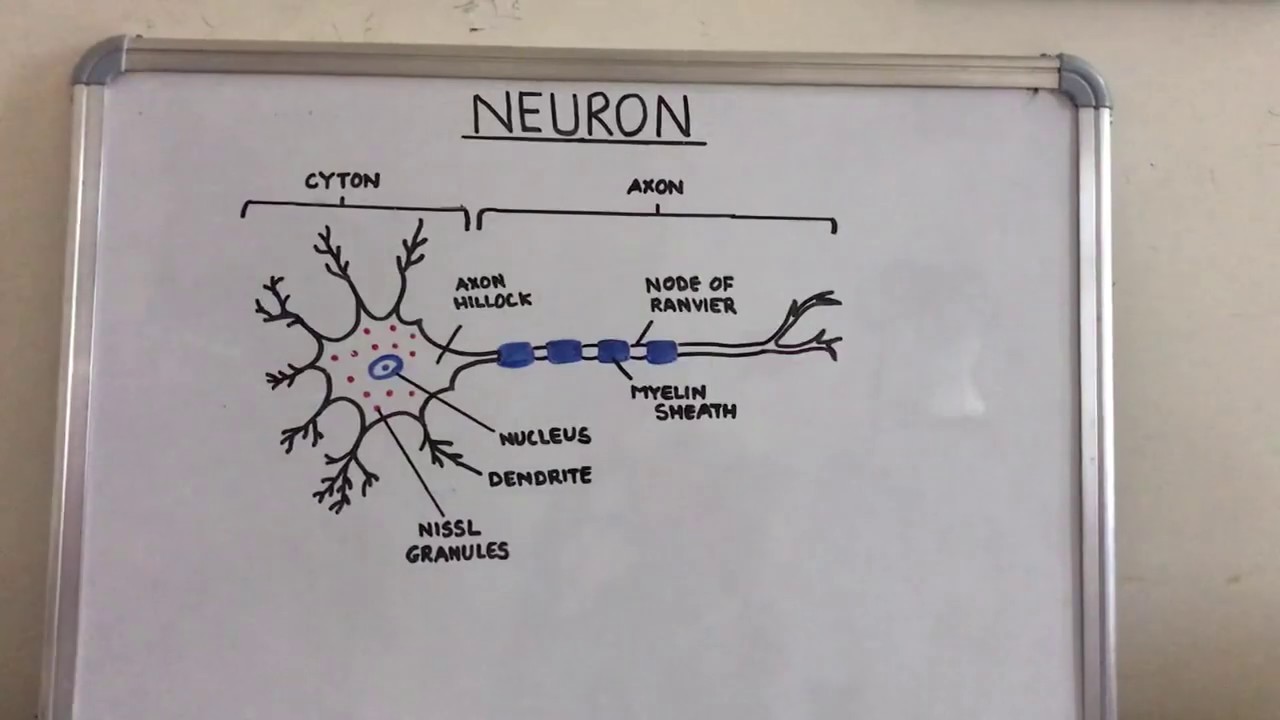 Structure of a neuron - YouTube