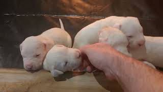 Knightswood Dogo Argentino Puppies