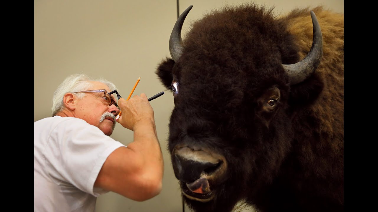 2019 World Taxidermy & Fish Carving Championships in Springfield, Mo