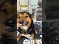 These Dogs Are SO Happy 😊 (Happiest Dog Moments Ever) 🐶🐾 #dog #happy #compilation