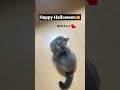 ハロウィン仮装猫