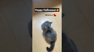 ハロウィン仮装猫