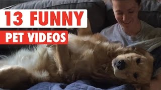 13 Funny Pet Videos Compilation 2016