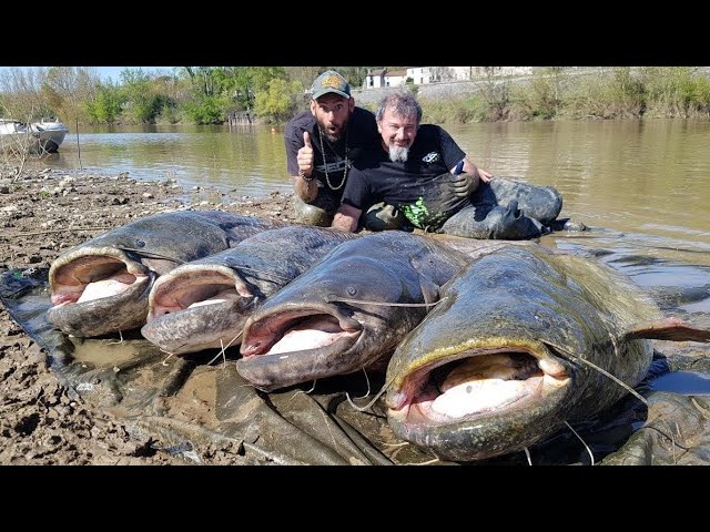 Massive Catfish in several French Rivers - HD by Catfishing World