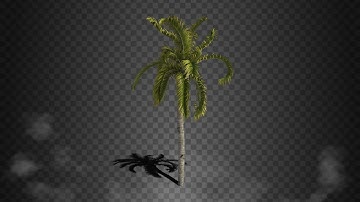 Palm Tree Animation Swaying in the wind Seamless Loop Alpha Channel and separeted shadow Footage