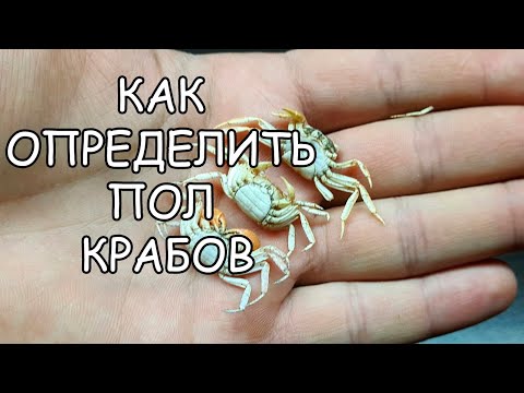 КАК ОПРЕДЕЛИТЬ ПОЛ КРАБОВ