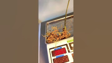 1 củ sâm rừng 60 gam giá yêu thương 0377965679 e Nguyệt nhé