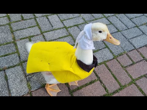 شوفوا صديقي مورتن شلون صار اغرب بطه من عمر يوم الى65يوم