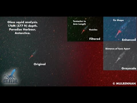 Deep Sea Antarctica - Possible Juvenile Colossal Squid Sighting
