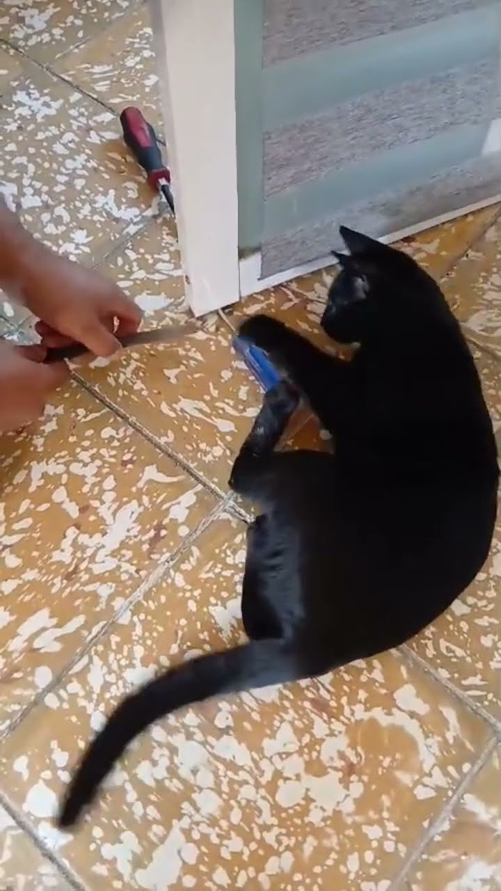Très drôle le chat noire ????????????