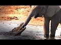 Crocodile Attacks Elephant at Watering Hole