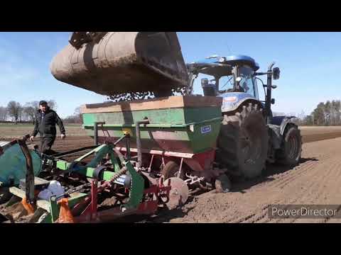 Wideo: Ziemniaki: 3-tygodniowa Technika Przygotowania Do Sadzenia