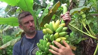 Уборка бананов на нашей первой пермакультурной плантации. #пермакультура
