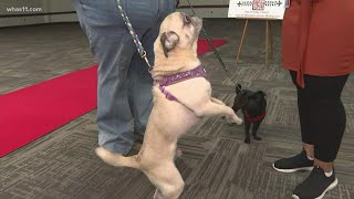 Pug Talent Show at Bluegrass PugFest