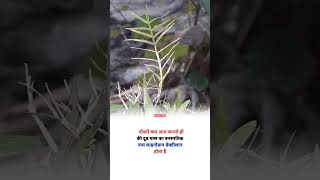 Doob Gr Botanical Name Agriculture
