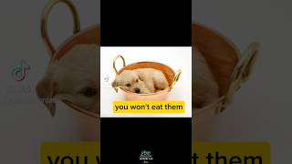#Cute #Dog #Pig #Food #eating #Love #Animals #eat #plantbased #Go #Vegan